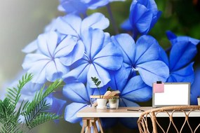 Fototapeta divoké modré kvety - 375x250