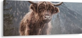 Obraz - Highlander krava (120x50 cm)