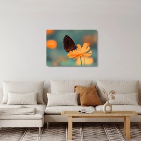 Sklenený obraz - motýľ na oranžovom kvete (70x50 cm)