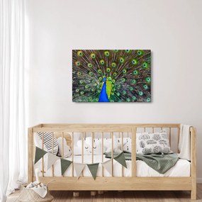 Obraz - Páv (90x60 cm)