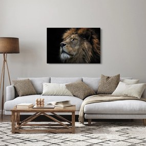 Obraz - Majestátny lev (90x60 cm)