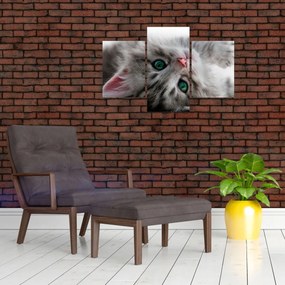 Obraz - Mačka so zelenými očami (90x60 cm)