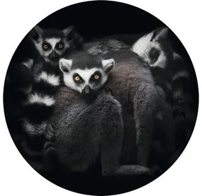 Fototapeta vliesová Lemur 95 cm