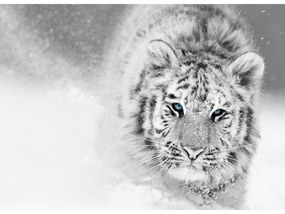 Fototapeta na stenu Siberian tiger
