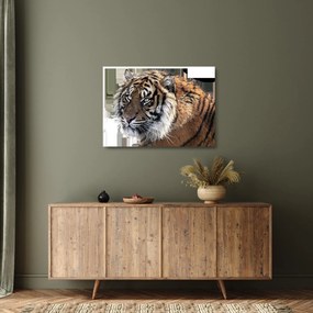 Sklenený obraz tigra (70x50 cm)