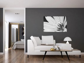 Obraz - Čiernobiely kvet (90x60 cm)