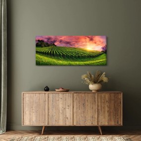 Obraz vinice s farebným nebom (120x50 cm)