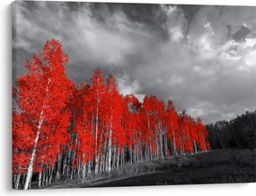 Obraz - Stromy vo farbe jesene (70x50 cm)