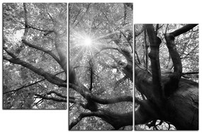 Obraz na plátne - Slnko cez vetvi stromu 1240QD (120x80 cm)