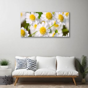 Obraz Canvas Kvety sedmokráska príroda 120x60 cm
