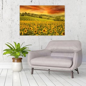 Obraz - Slnečnicové pole (90x60 cm)