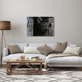 Sklenený obraz mačiatka (70x50 cm)