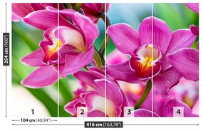 Fototapeta Vliesová Ružové orchidey 250x104 cm