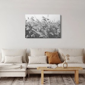 Obraz - Tráva vo vetre (90x60 cm)