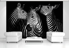 Fototapeta - Zebra (254x184 cm)