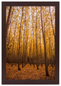 Gario Plagát Zlatý les na jeseň Farba rámu: Čierna, Rozmery: 20 x 30 cm