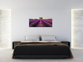 Obraz - Levanduľové pole (120x50 cm)