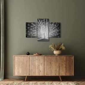 Obraz - Biely páv (90x60 cm)