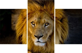 Obraz - Portrét leva (90x60 cm)