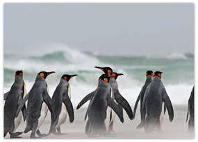 Sklenený obraz tučniakov pri oceáne (70x50 cm)