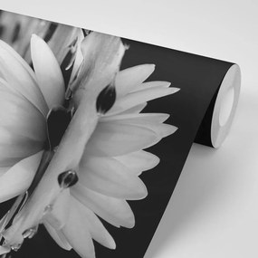 Samolepiaca fototapeta okúzľujúci kvet lotosu v čiernobielom prevedení