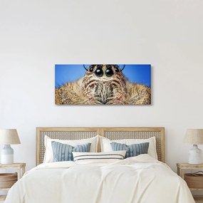 Obraz detailu pavúka (120x50 cm)