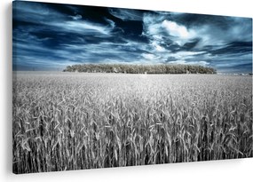 Obraz pole (90x60 cm)