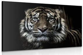 Obraz tiger Varianta: 120x80