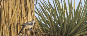 Obraz - Oriešok (120x50 cm)