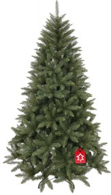 Smrek Kavkazský 210 cm