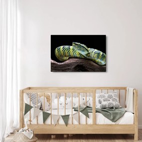 Obraz - Štrkáč Waglerov (90x60 cm)