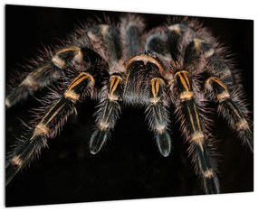 Obraz - Tarantula