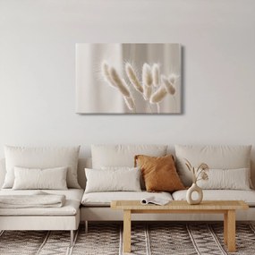 Obraz - Zajačie chvostíky (90x60 cm)