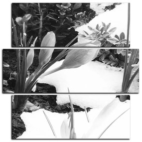 Obraz na plátne - Skoré jarné kvetiny - štvorec 3242QD (75x75 cm)