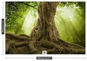 Fototapeta Vliesová Veľké korene stromov 104x70 cm