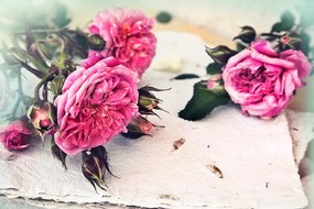 Samolepiaca fototapeta ruže v rozkvete - 150x100