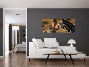 Obraz - Dve zebry (120x50 cm)