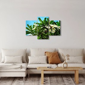 Obraz - Plumeria (90x60 cm)