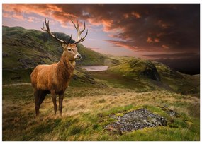 Artgeist Fototapeta - Deer on Hill Veľkosť: 200x140, Verzia: Standard