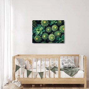 Sklenený obraz - Kaktusy (70x50 cm)