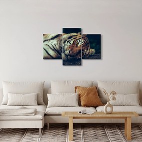 Obraz - Tiger Sibírsky (90x60 cm)
