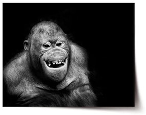 Sablio Plagát Orangután - 60x40 cm