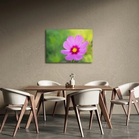 Obraz - lúčna kvetina (70x50 cm)
