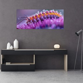 Obraz - Húsenica (120x50 cm)