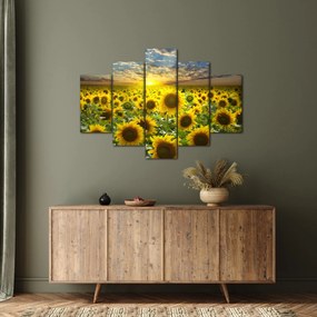 Obraz - Slnečnica pri západe slnka (150x105 cm)