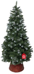 Borovica zasněžená 150 cm