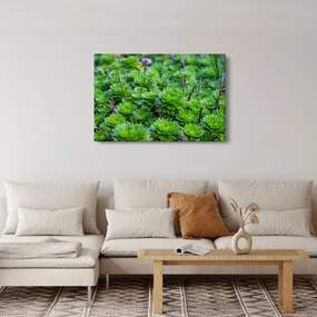 Obraz sukulentov (90x60 cm)