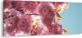 Obraz - Čerešňový kvet (120x50 cm)