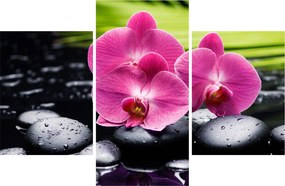 Obraz - Ružové orchidey s palmovým listom (90x60 cm)