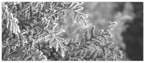 Obraz - Smrekový les (120x50 cm)